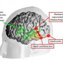 Image from "Inside the Letterbox: How Literacy Transforms the Human Brain," 2013